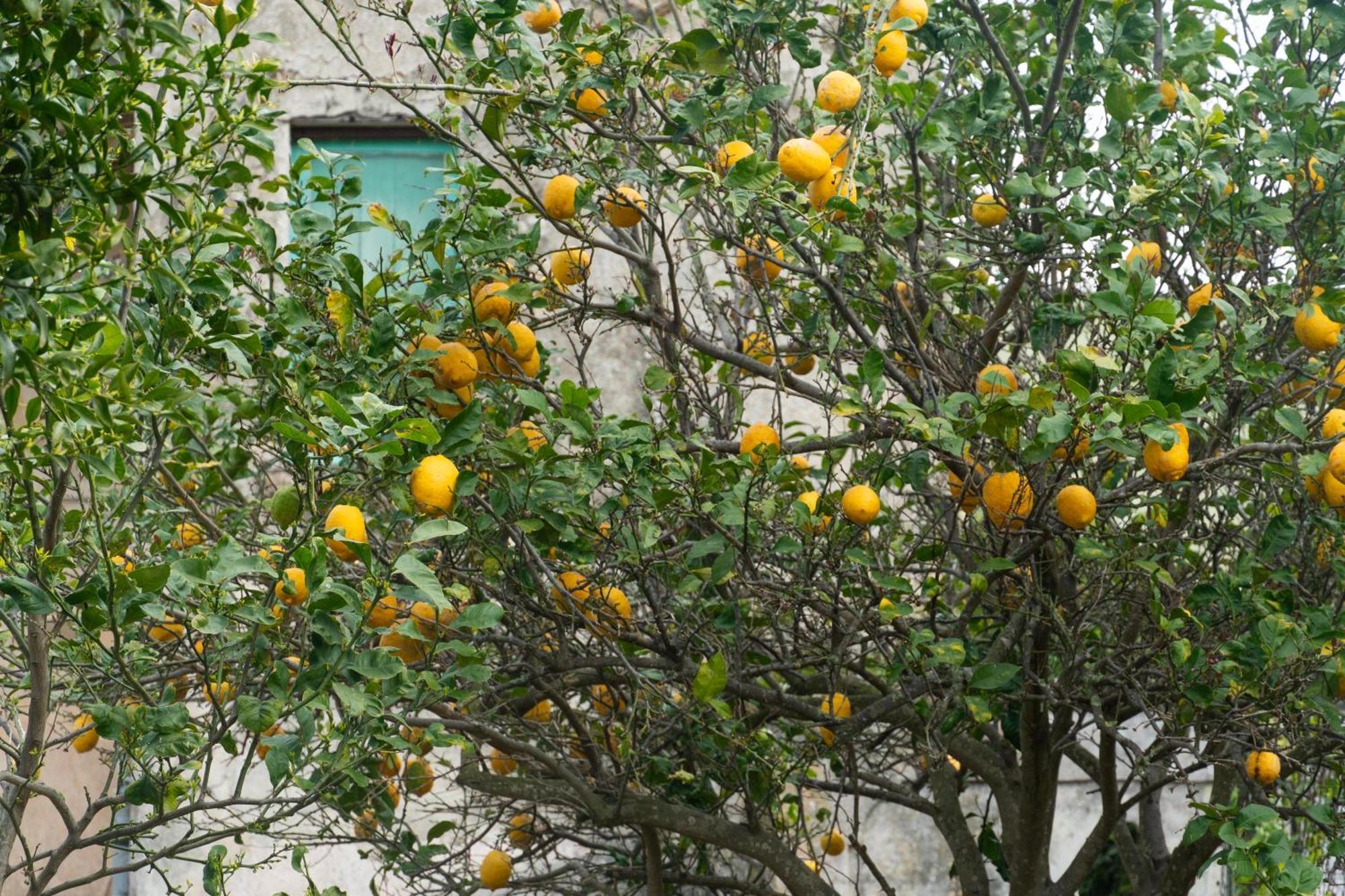 La Terrazza Sul Giardino Appartement Procida Buitenkant foto